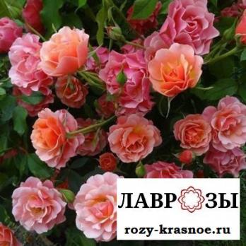 Жан Кокто (Jean Cocteau)