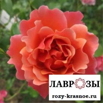 Жан Кокто (Jean Cocteau)