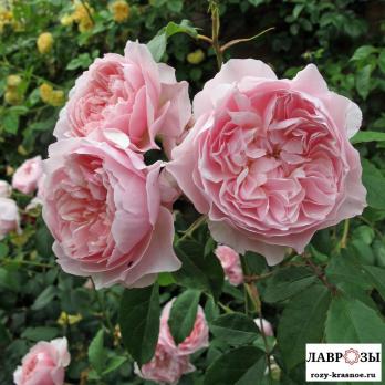 Висли (Wisley 2008)
