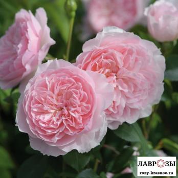 Висли (Wisley 2008)