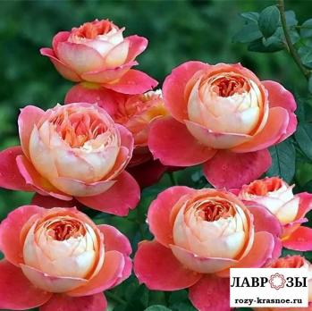 Квин оф Хартс | Rose Queen of Hearts | ( Осень 2026 )