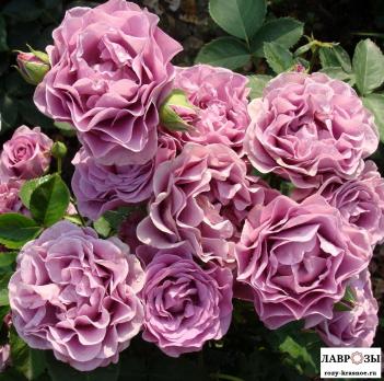 Терра Лимбургия/Rose Terra Limburgia