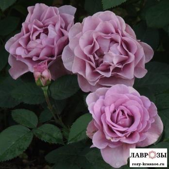 Терра Лимбургия/Rose Terra Limburgia