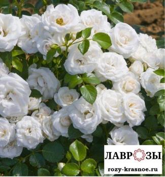 Нэж д’Этэ | Rose Neige d'Ete (Мускус) (Осень 2026)