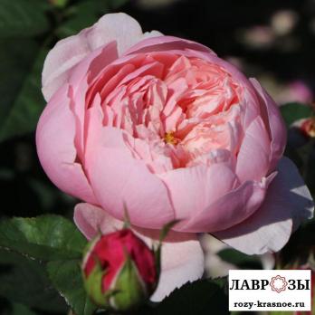 Зе Алнвик Роуз | Rose The Alnwick Rose (Английская) (Осень 2026)