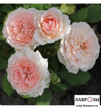 Клара'c Чойс / Rose Clara's Choice/