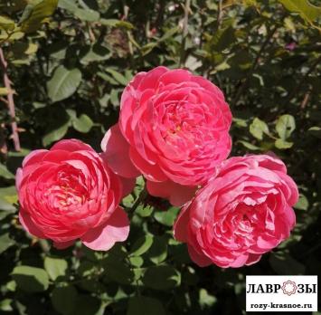 Амандин Шанель / Rose Amandine Chanel