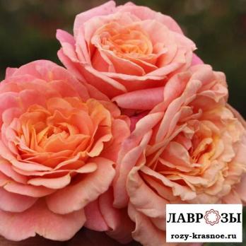 Пич Мельба | Peach Melba (Плетистая) (Осень 2026)