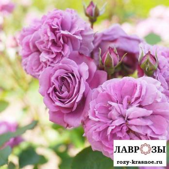 Лилак Топаз (Lilac Topaz)