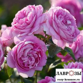 Лилак Топаз (Lilac Topaz)