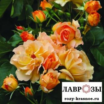 Чжан Сянь (Xian Zhang)