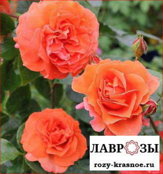 Наранга | Naranga | (Чайно-гибридная) (Осень 2026)