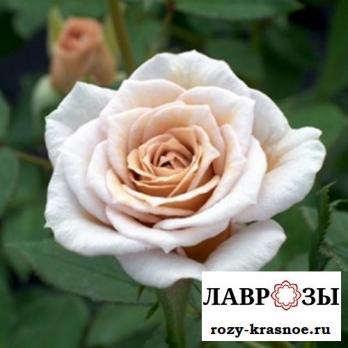 Кафе Оле(Cafe Ole)