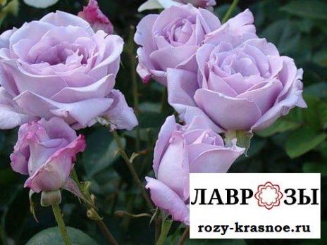 Голубой Нил(Blue Nile)