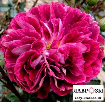Спарклинг Бургунди(Sparkling Burgundy)