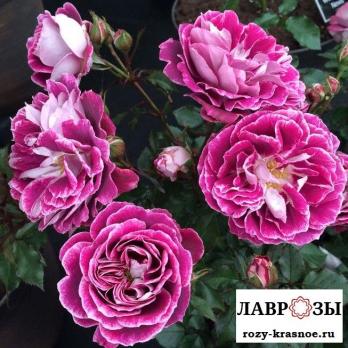 Спарклинг Бургунди(Sparkling Burgundy)