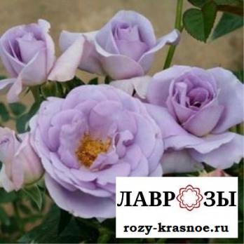 Блю Бажу | Blue Bajou (Флорибунда) (Осень 2026)
