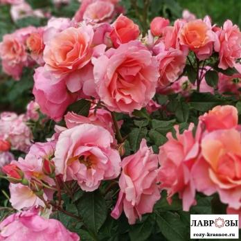 Жардин Де Нонэр |Jardins Des Noneres (Шраб) (Осень 2026)