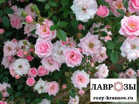 Жанн Лажуа(Jeanne La Joie)