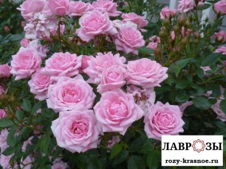Жанн Лажуа(Jeanne La Joie)