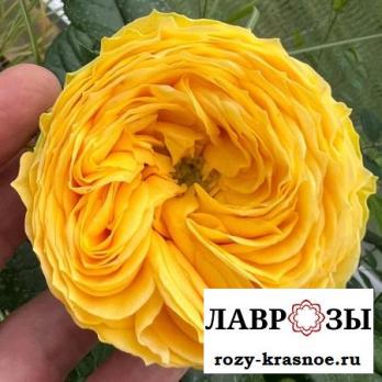 Голден Трендсеттер | Golden Trendsetter | ( Осень 2026 )