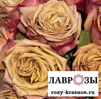 Пиммс | Pimms | ( Осень 2026 )