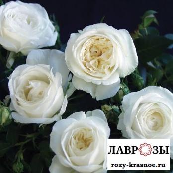 Вайт Эшли(White Ashley)
