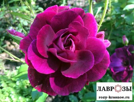 Бургунди Айс (Burgundy Ice)