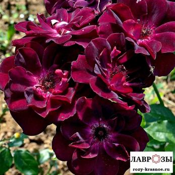 Бургунди Айс (Burgundy Ice)