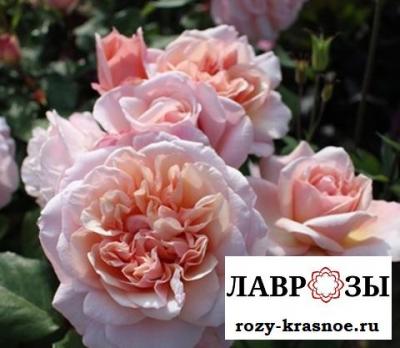 Шато де Вамаркус