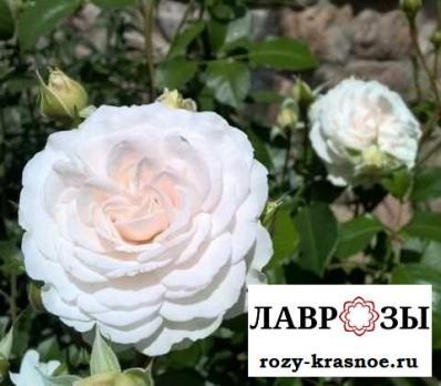 Грейт Ноф Истэн Роуз | Great North Eastern Rose (Флорибунда) (Осень 2026)
