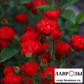 КАПЕЛЬКА КРАСНАЯ
