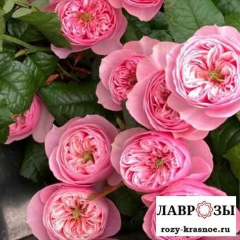 Пинк Ап | Pink Up | ( Осень 2026 )