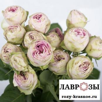 Пинк Лэйс (Pink Lace)