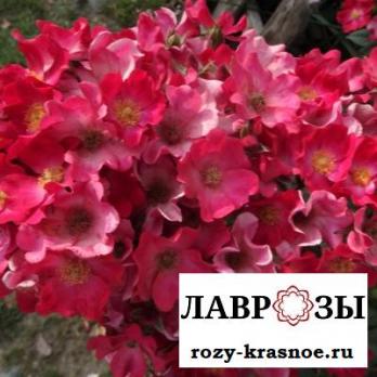 Поппи Роуз | Poppy Rose (Мускусная) (Осень 2026)