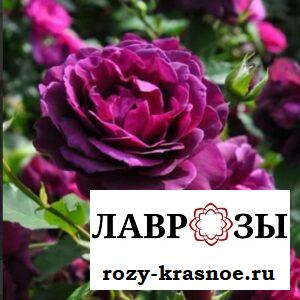 Майо | Mayo (Японская) (Осень 2026)