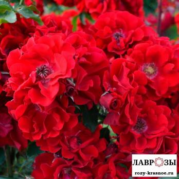 Ротер Корсар (Roter Korsar)