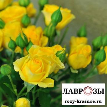 Топсан / Topsun